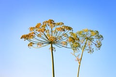 Closeup of Dill flower umbels in autumn on blue stock image Closeup of Dill flower umbels in autumn on blue stock image