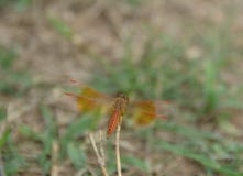 Closeup Dragonfly rest on the grass branch in the Nature stock photos Closeup Dragonfly rest on the grass branch in the Nature stock photos