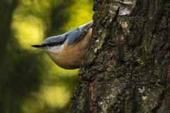 Eurasian or wood nuthatch bird Sitta europaea perched on a bra Stock Images Eurasian or wood nuthatch bird Sitta europaea perched on a bra Stock Images