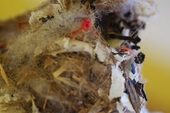 Closeup of female hummingbird in nest stock photography Closeup of female hummingbird in nest stock photography