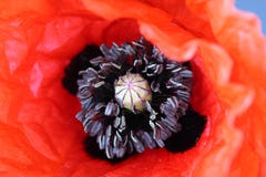 Closeup of a flower - poppy stock photo Closeup of a flower - poppy stock photo