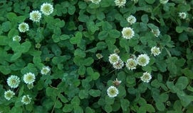 Closeup of flowers and leaves of white creeping clover. stock image Closeup of flowers and leaves of white creeping clover. stock image
