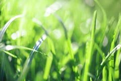 Featured image of post Green Grass Wallpaper Design A collection of the top 47 green grass wallpapers and backgrounds available for download for free