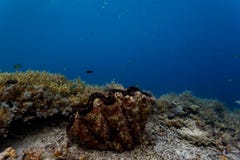 Closeup of a giant nestled amid branching coral colonies on coral reef stock photo Closeup of a giant nestled amid branching coral colonies on coral reef stock photo