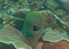 Giant moray eel Gymnothorax javanicus opens the mouth for cleaning, Bali, Indonesia stock photography Giant moray eel Gymnothorax javanicus opens the mouth for cleaning, Bali, Indonesia stock photography