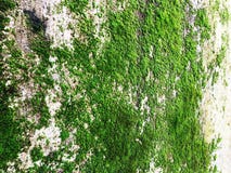 Closeup of green leaves texture background. Green leaves with beautiful pattern royalty free stock photo Closeup of green leaves texture background. Green leaves with beautiful pattern royalty free stock photo
