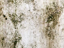 Closeup of green leaves texture background. Green leaves with beautiful pattern royalty free stock images Closeup of green leaves texture background. Green leaves with beautiful pattern royalty free stock images