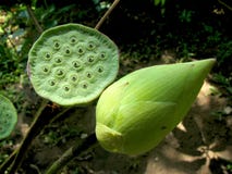 Closeup of green lotus bud and lotus seeds royalty free stock photo Closeup of green lotus bud and lotus seeds royalty free stock photo