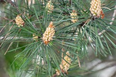 Closeup green pine with young cones on blured background royalty free stock images Closeup green pine with young cones on blured background royalty free stock images