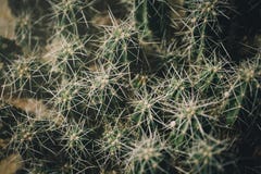 Closeup of green tropical plant. Cactus Stock Photography Closeup of green tropical plant. Cactus Stock Photography