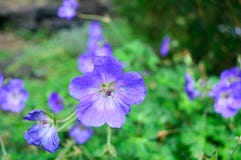 Closeup Hardy Geranium Rozanne stock photo Closeup Hardy Geranium Rozanne stock photo
