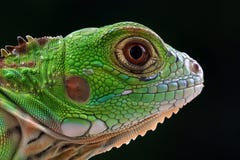 Closeup Head Green Iguana On Black Background Royalty Free Stock Photo