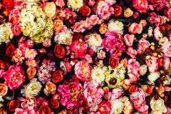 Closeup image of beautiful flowers wall background royalty free stock image Closeup image of beautiful flowers wall background royalty free stock image