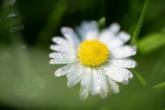 Closeup image of a daisy flower blossom on green background