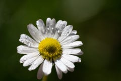 Closeup image of a daisy flower blossom on green background