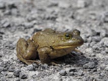 Bull frog closeup sitting on a gravel road stock photography Bull frog closeup sitting on a gravel road stock photography