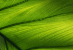Green leaf texture royalty free stock photos Green leaf texture royalty free stock photos