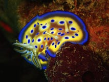 The colorful nudibranch Goniobranchus kuniei in Tunku Abdul Rahman Park, Kota Kinabalu, Sabah. Malaysia, Borneo. stock photos The colorful nudibranch Goniobranchus kuniei in Tunku Abdul Rahman Park, Kota Kinabalu, Sabah. Malaysia, Borneo. stock photos