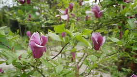 Magnolia tree flowers in blossom. Closeup of magnolia tree flowers in full blossom