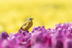 Closeup of a male western yellow wagtail bird Motacilla flava Royalty Free Stock Photos Closeup of a male western yellow wagtail bird Motacilla flava Royalty Free Stock Photos