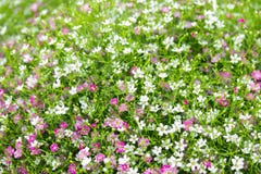 Closeup many little gypsophila pink and white flowers background royalty free stock images Closeup many little gypsophila pink and white flowers background royalty free stock images