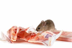 Closeup mouse gnaws banknotes on pile of cash on white background. Stock Photo Closeup mouse gnaws banknotes on pile of cash on white background. Stock Photo