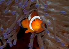 Closeup of an ocellaris clownfish Aphiprion ocellaris swimming among venomous tentacles royalty free stock photography Closeup of an ocellaris clownfish Aphiprion ocellaris swimming among venomous tentacles royalty free stock photography