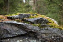 Closeup Of A Rock With Moss In A Forest Stock Images