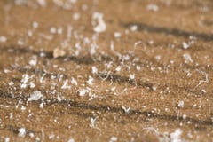 Closeup Of House Dust Royalty Free Stock Photo