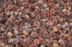 Closeup Of Pine Cones Royalty Free Stock Photo