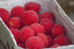Closeup Of Red Balloon Berries Or Strawberry Raspberry Stock Photos Closeup Of Red Balloon Berries Or Strawberry Raspberry Stock Photos