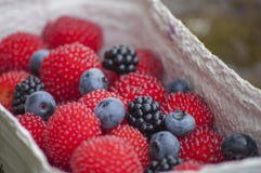 Closeup Of Red Balloon Berries Or Strawberry Raspberry Blueberries And Blackberries Stock Images Closeup Of Red Balloon Berries Or Strawberry Raspberry Blueberries And Blackberries Stock Images