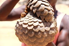 Closeup of Pangolin being sold for bush meat in Africa royalty free stock images Closeup of Pangolin being sold for bush meat in Africa royalty free stock images