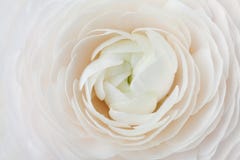 Closeup of peach ranunculus for abstract background, beautiful spring flower, wedding floral pattern, macro