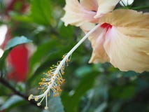 Exotic Hibiscus Flower in the Tropical Garden stock images Exotic Hibiscus Flower in the Tropical Garden stock images