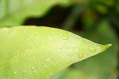 Fresh green leaf with dew drops of Bird`s nest fern is an epiphytic plant in Aspleniaceae family stock image Fresh green leaf with dew drops of Bird`s nest fern is an epiphytic plant in Aspleniaceae family stock image