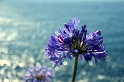 Closeup photo of Lily of the Nile, also called African Blue Lily flower royalty free stock photos Closeup photo of Lily of the Nile, also called African Blue Lily flower royalty free stock photos