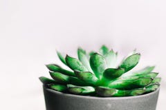Closeup Photography of Green Succulent Plant in Gray Pot Royalty Free Stock Photos Closeup Photography of Green Succulent Plant in Gray Pot Royalty Free Stock Photos
