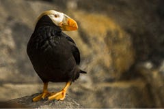 Closeup Photography of Puffin Perching on Rock Royalty Free Stock Photos Closeup Photography of Puffin Perching on Rock Royalty Free Stock Photos