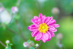 Closeup of a pink anemone flower Stock Photos Closeup of a pink anemone flower Stock Photos