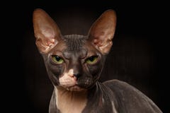 Closeup Portrait of Grumpy Sphynx Cat Front view on Black Royalty Free Stock Photography Closeup Portrait of Grumpy Sphynx Cat Front view on Black Royalty Free Stock Photography