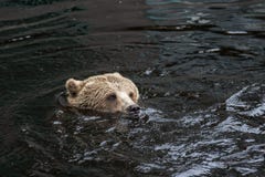 Closeup portrait of the head adult brown bear swimming in the dark water. Ursus arctos beringianus. Kamchatka bear. royalty free stock photography Closeup portrait of the head adult brown bear swimming in the dark water. Ursus arctos beringianus. Kamchatka bear. royalty free stock photography