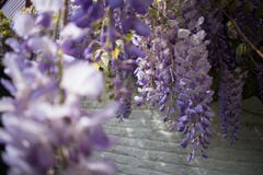 Closeup of purple white Wisteria flowers in front of white brick wall stock image Closeup of purple white Wisteria flowers in front of white brick wall stock image