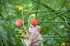 Closeup of red Fragaria Or Wild Strawberry in summer forest. royalty free stock photography Closeup of red Fragaria Or Wild Strawberry in summer forest. royalty free stock photography