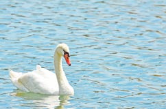 A beautiful white mute swan floating on a reflective aquamarine pond. stock image A beautiful white mute swan floating on a reflective aquamarine pond. stock image