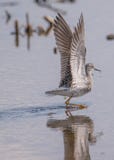 Closeup of sandpiper / yellowlegs taking off into flight in a wetland off the Minnesota River in the Minnesota Valley National Wil stock photography Closeup of sandpiper / yellowlegs taking off into flight in a wetland off the Minnesota River in the Minnesota Valley National Wil stock photography