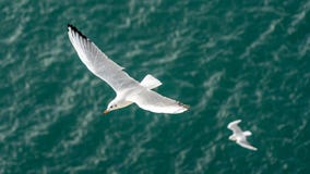 closeup of seagulls during flight