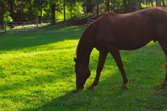 Closeup shot of a beautiful horse eating grass with blurred natural background stock photo Closeup shot of a beautiful horse eating grass with blurred natural background stock photo