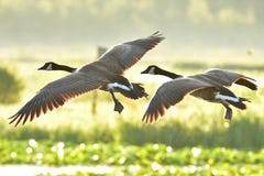 A closeup shot of a Canada Geese flying. stock photo A closeup shot of a Canada Geese flying. stock photo