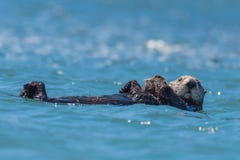 Closeup Shot Of A Cute Scenery Of Mother And Baby Sea Otters Swimming In The Water Royalty Free Stock Photo